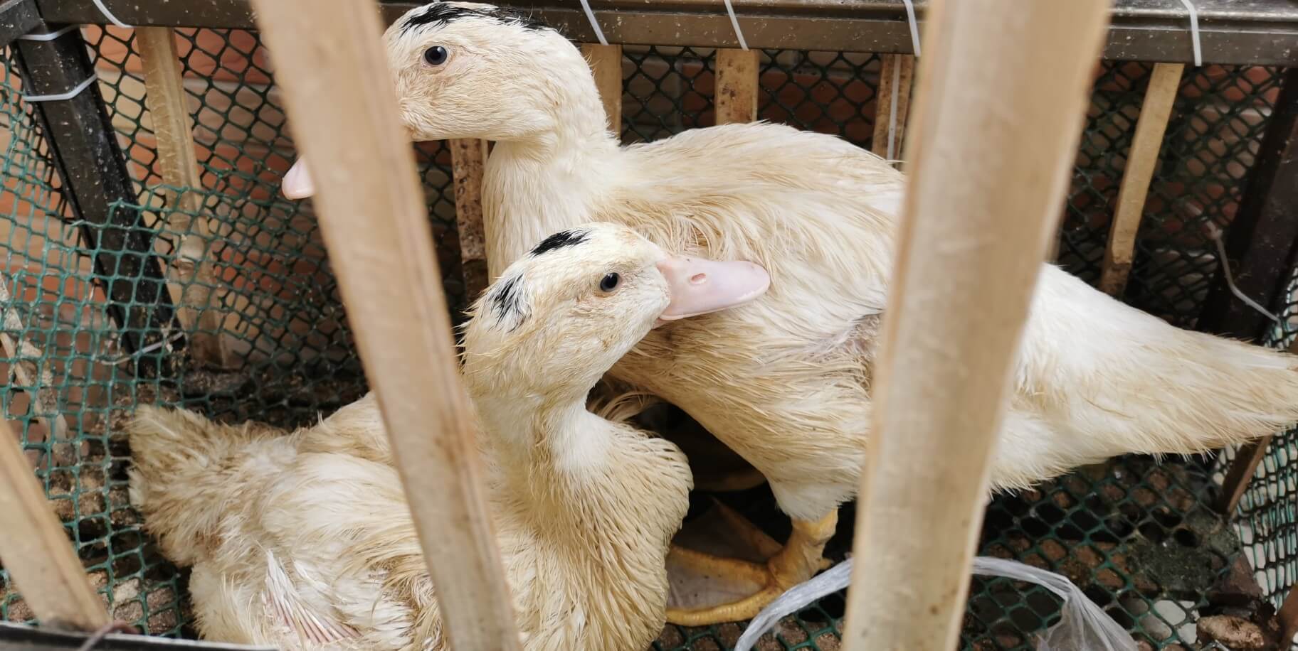 duck.jpg